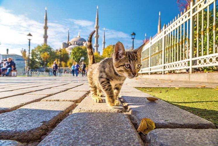 The number of tourists in Istanbul increased by 50% in the first 5 months and exceeded 5 million. Year-end target, 13 million!