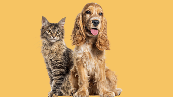 The number of pets in Turkey reached 19 million