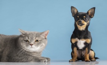 Pet trends of 2021 have been revealed