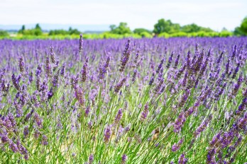 High value-added production move in agriculture!