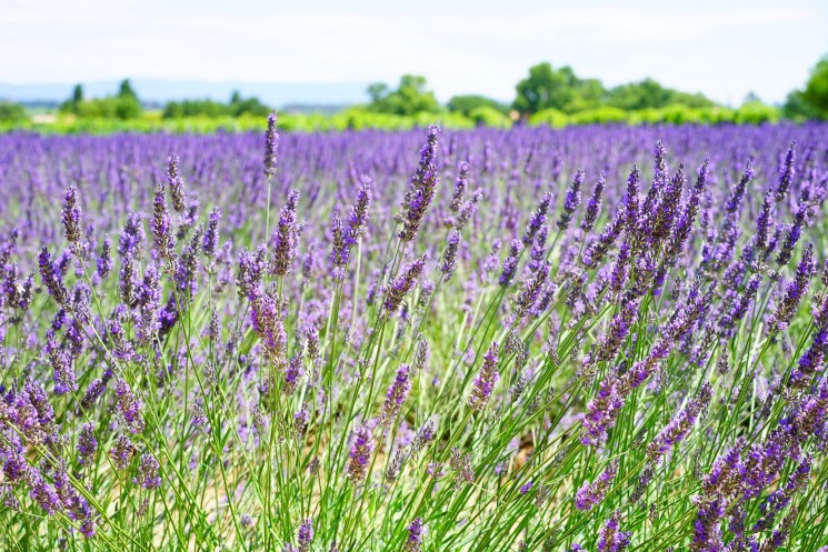 High value-added production move in agriculture!